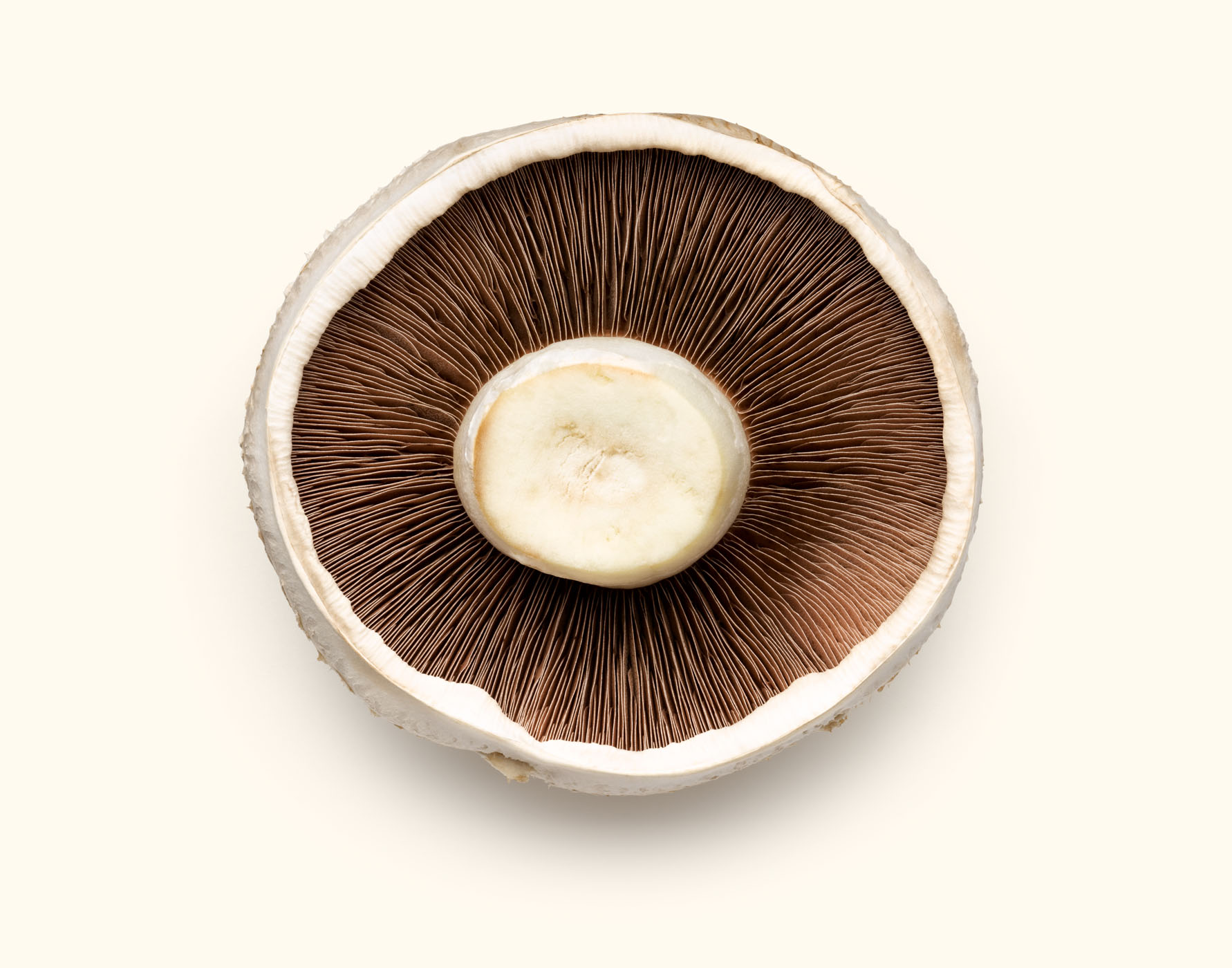 Mushroom  photography by Alexander Kent London based still life and product photographer.