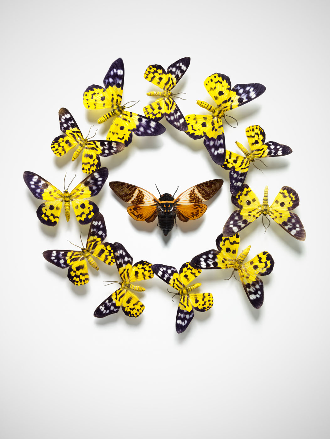 Yellow butterflies flying in a circle by Alexander Kent London based still life and product photographer.