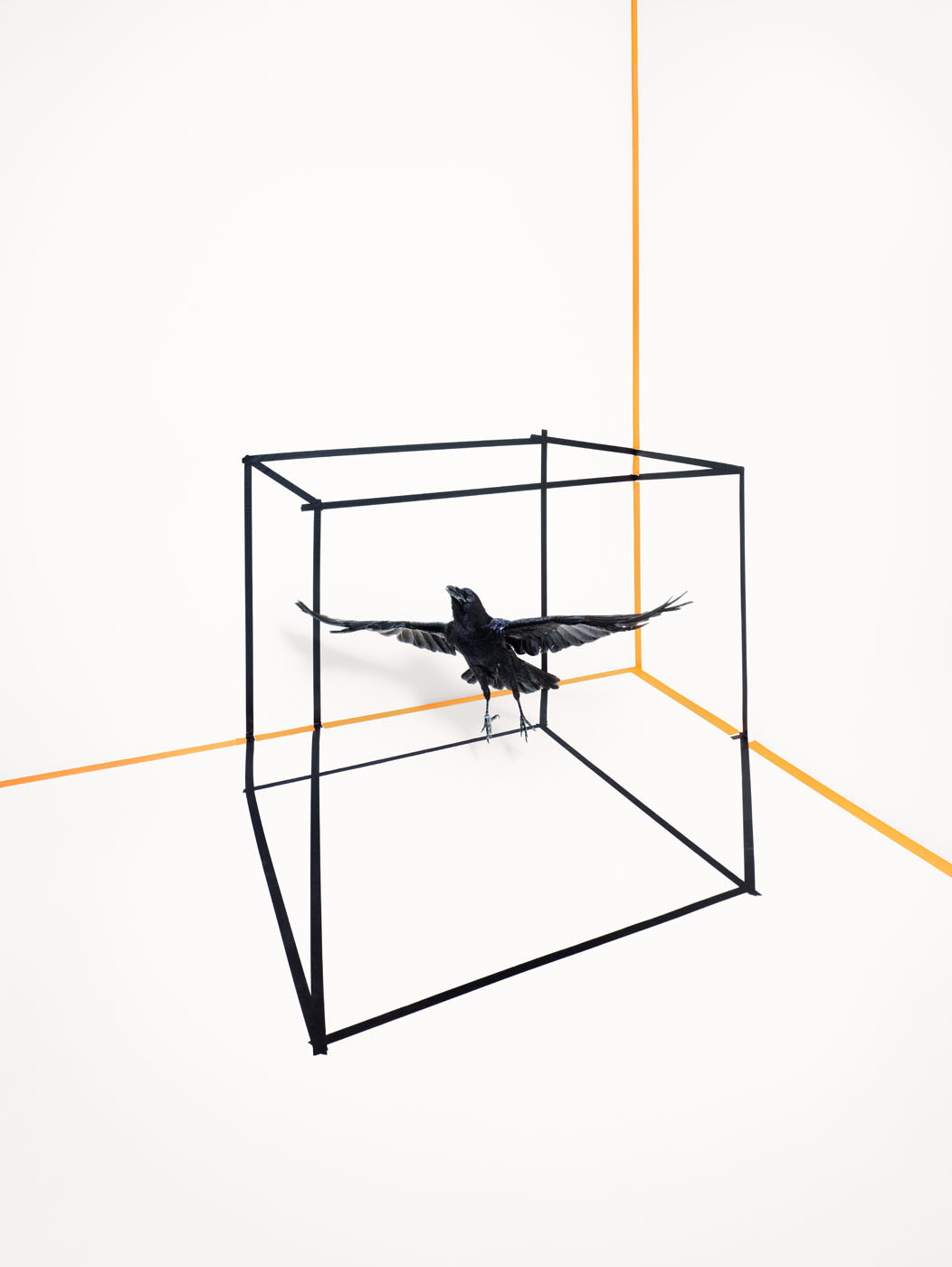 Photo illusion of flying raven in cube with masking tape by Alexander Kent.