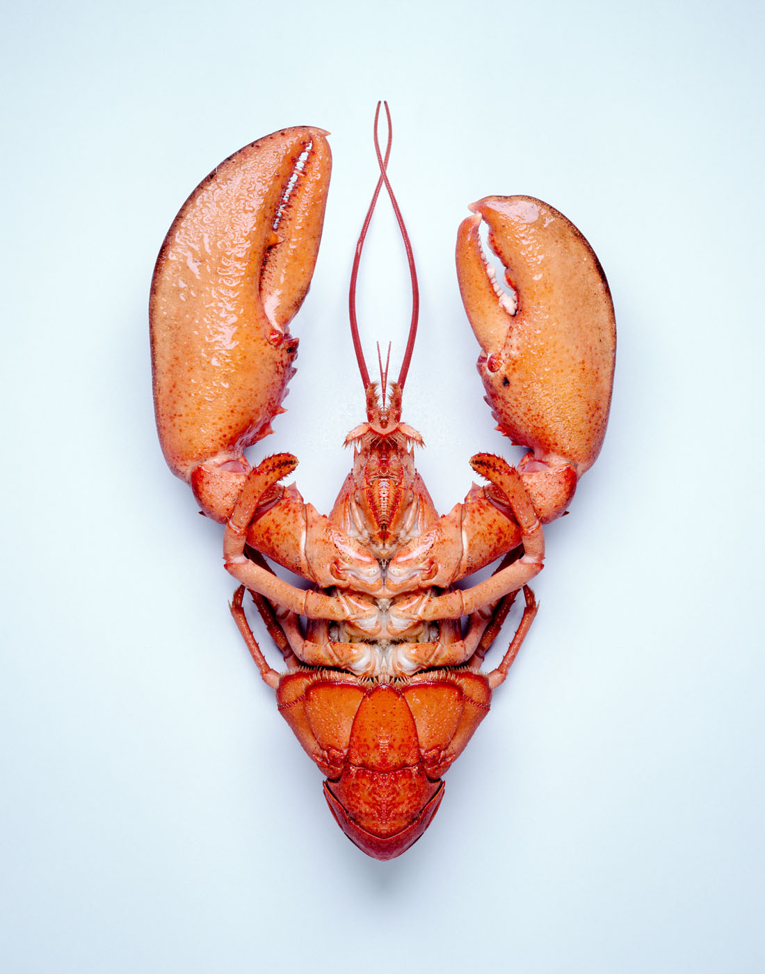 Lobster on blue background by Alexander Kent London based still life and product photographer.