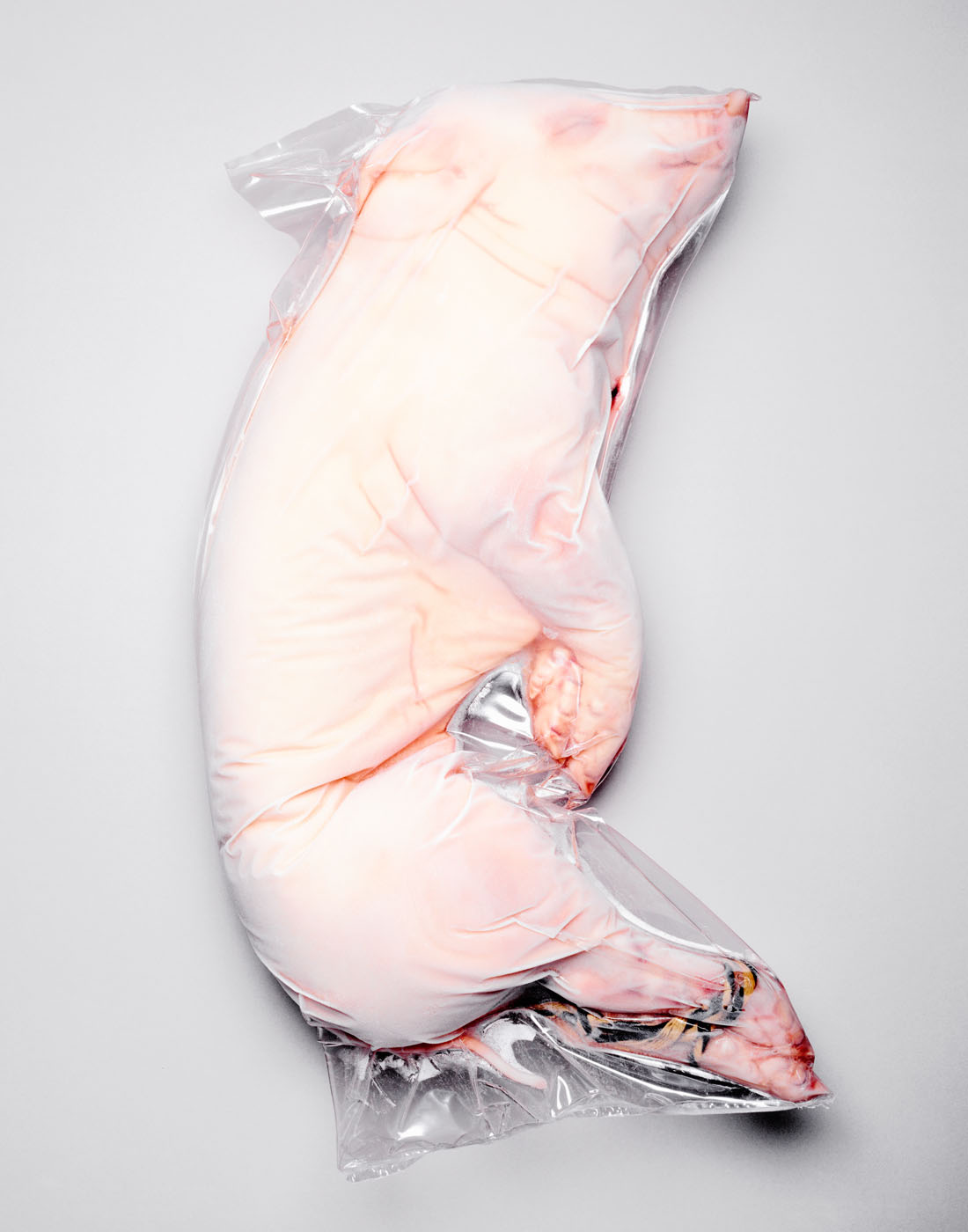 Dead pig by Alexander Kent London based still life and product photographer.