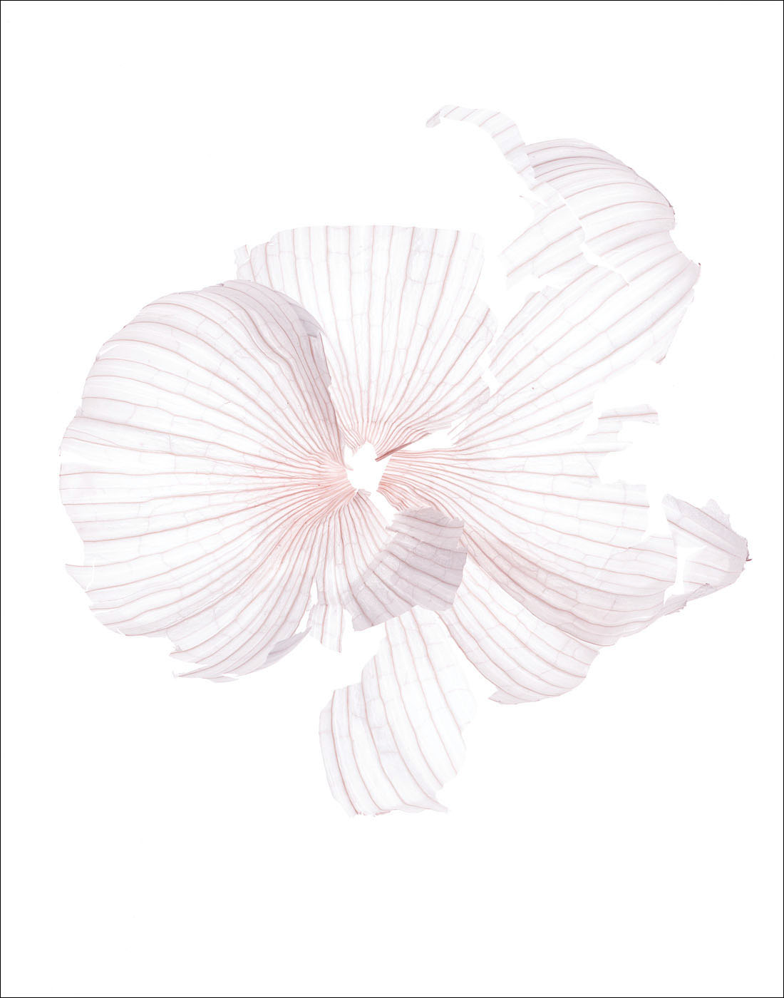 Garlic clove by Alexander Kent London based still life and product photographer.