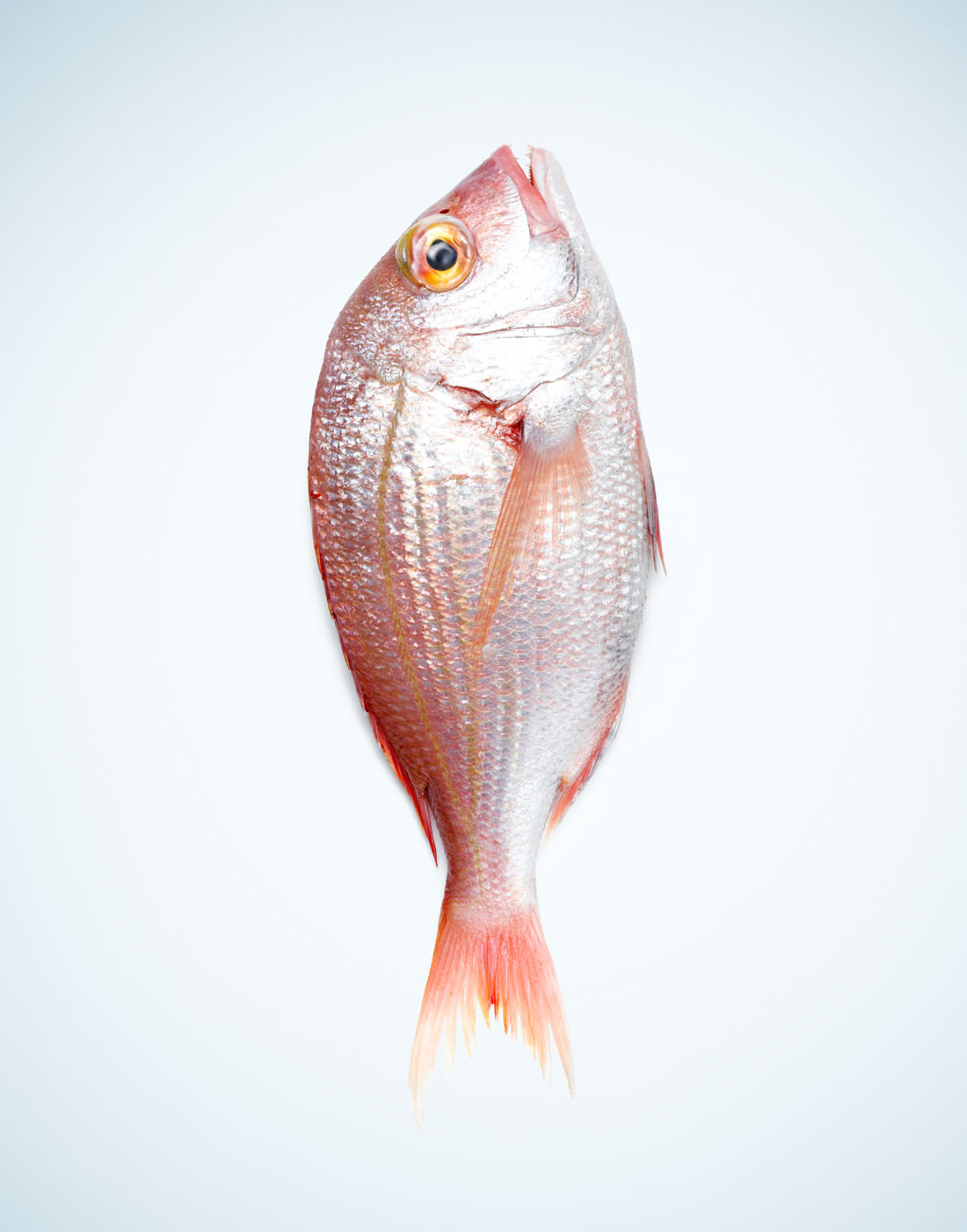 Red snapper fish by Alexander Kent London based still life and product photographer.