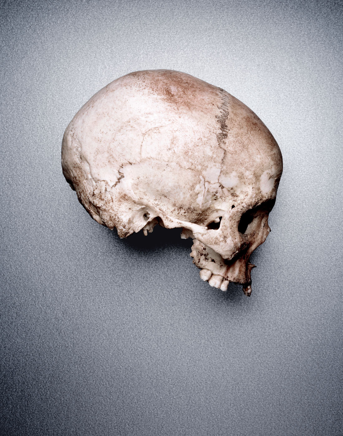 African skull by Alexander Kent London based still life and product photographer.