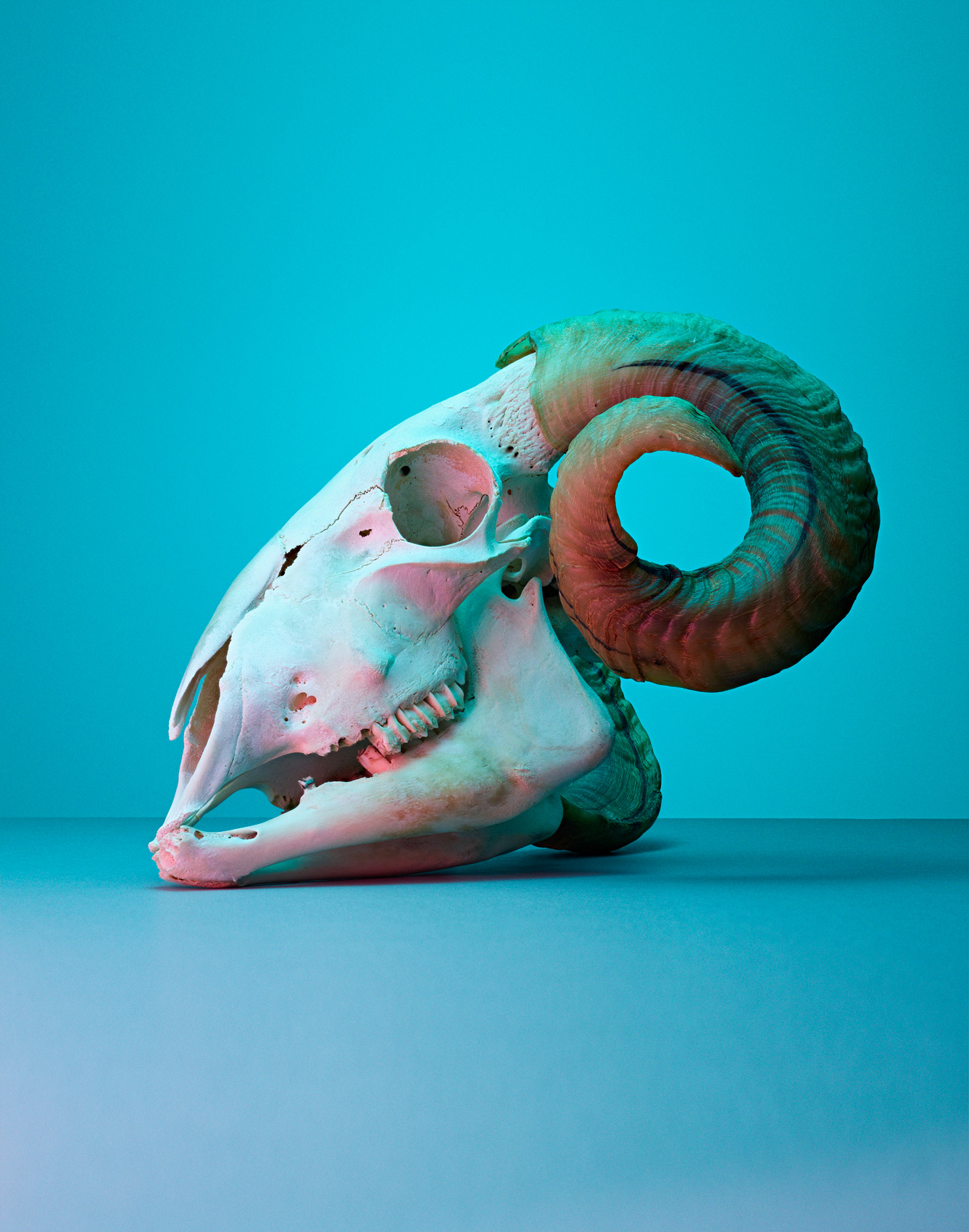 Skull photography by Alexander Kent London based still life and product photographer.