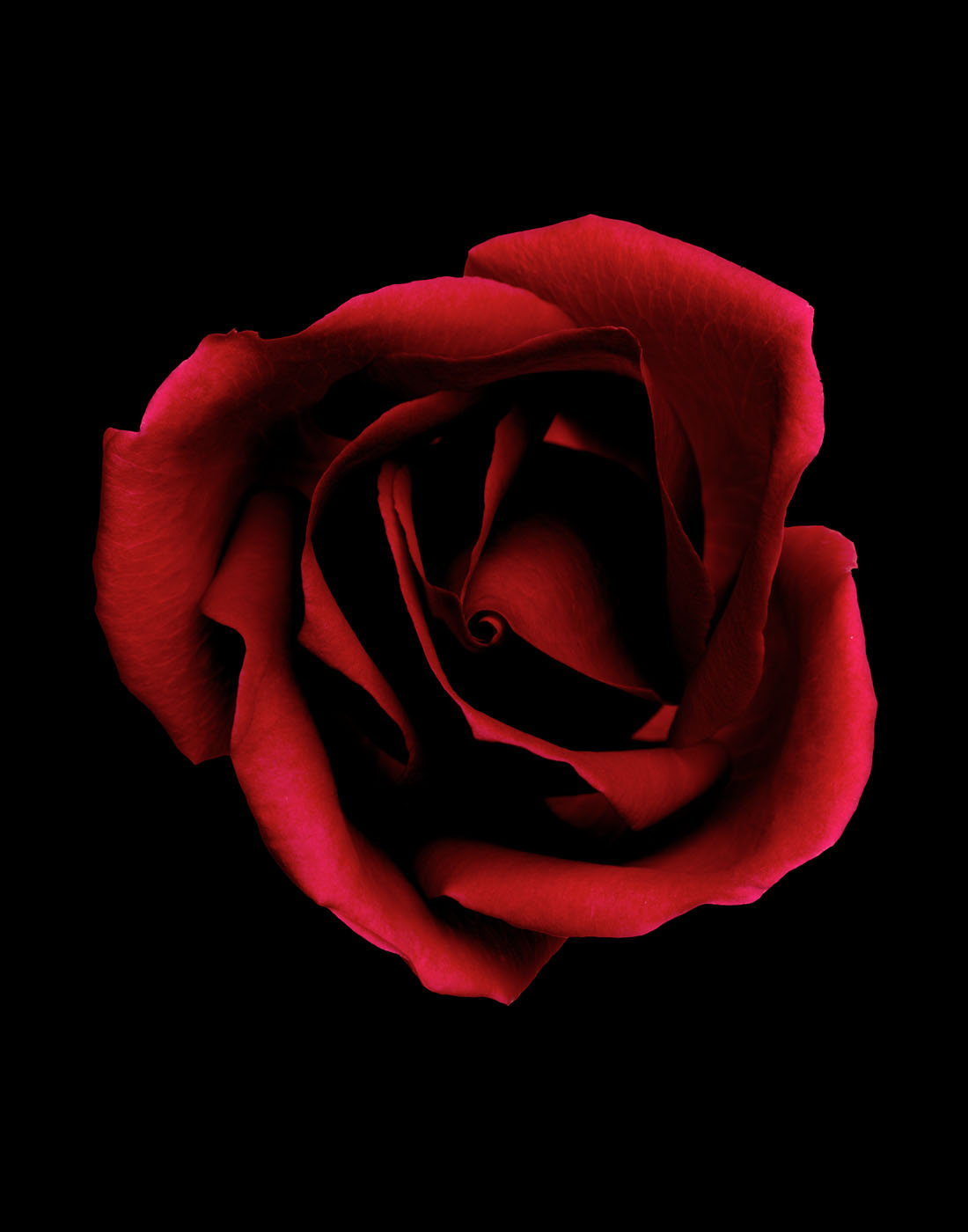Red rose on black by Alexander Kent London based still life and product photographer.