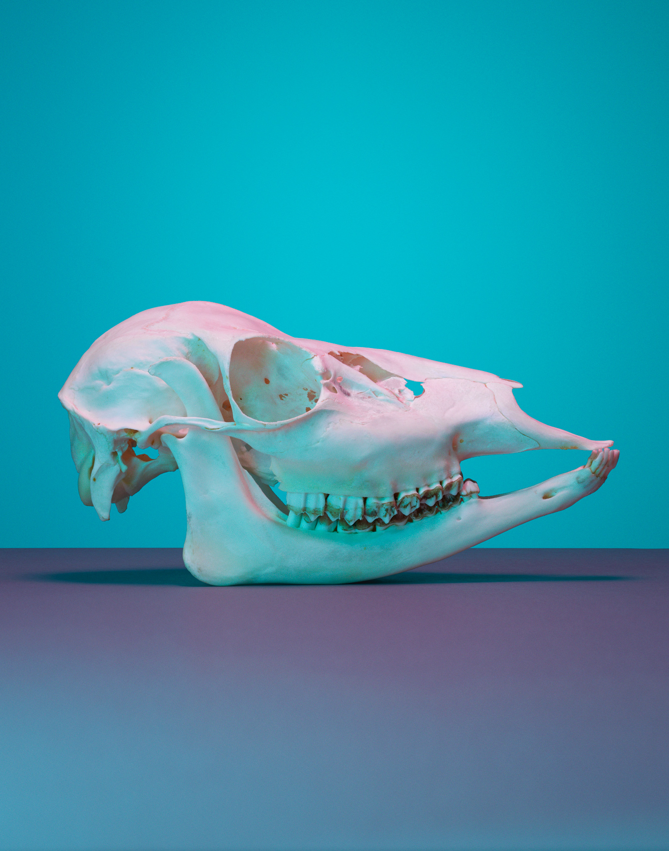 Deer skull by Alexander Kent London based still life and product photographer.