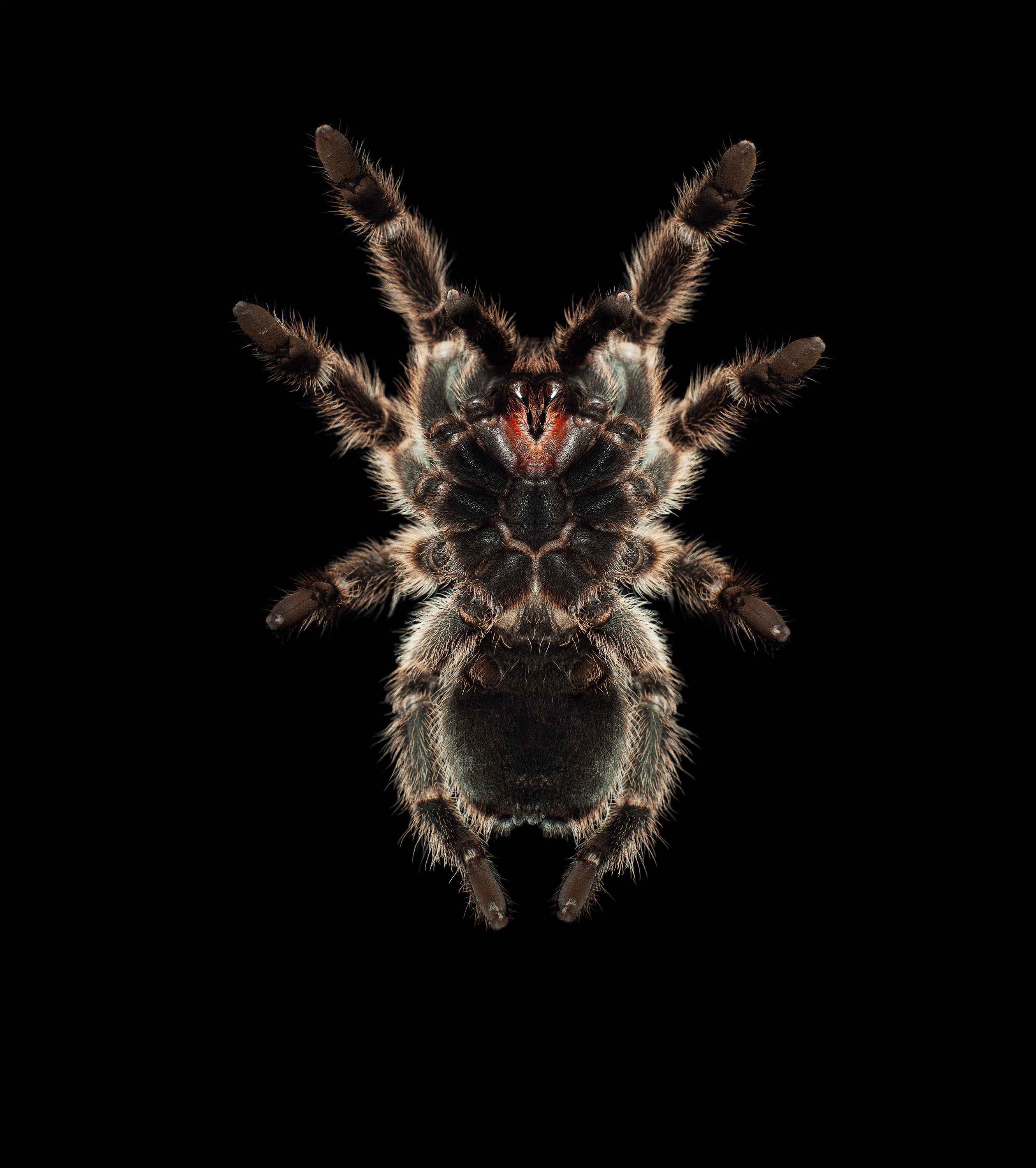 Tarantula spider by London based still life and product photography by Alexander Kent