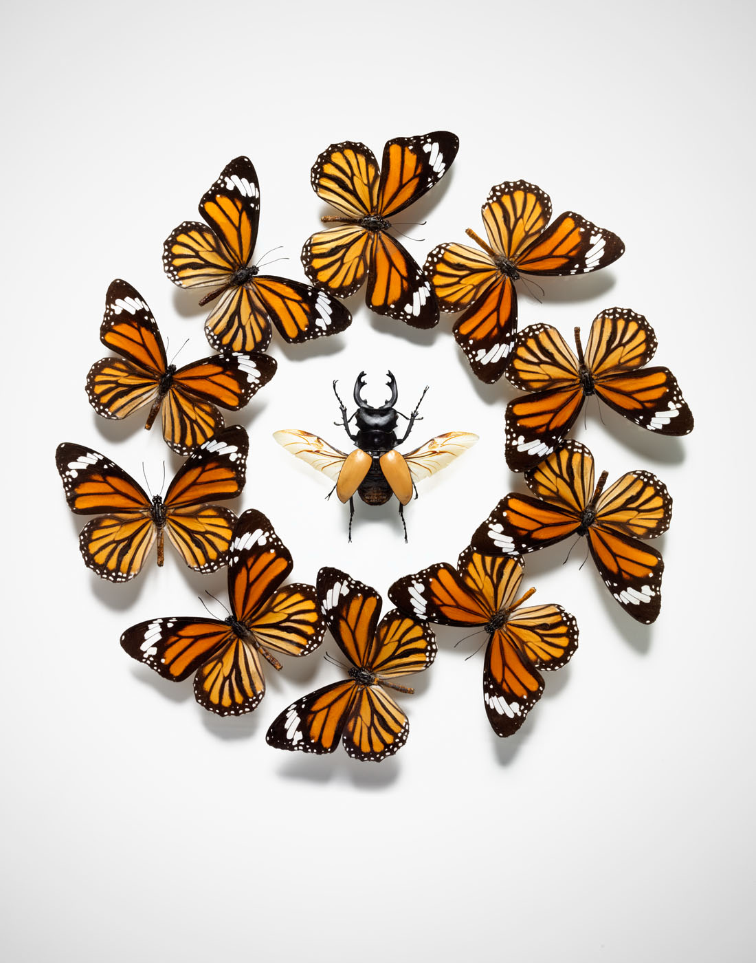 Beautiful butterflies in circle by Alexander Kent London based still life and product photographer.
