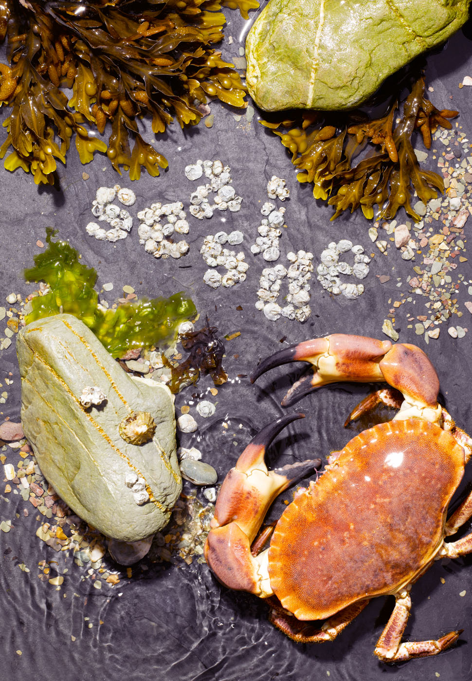 Crab on the beach by Alexander Kent London based still life and product photographer.